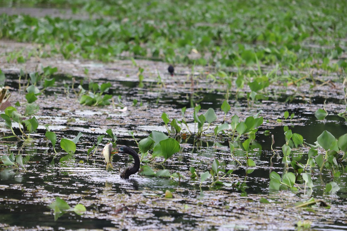 Anhinga Americana - ML620380762