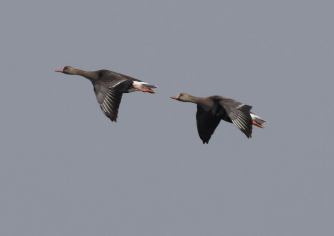 Greater White-fronted Goose - ML620380771