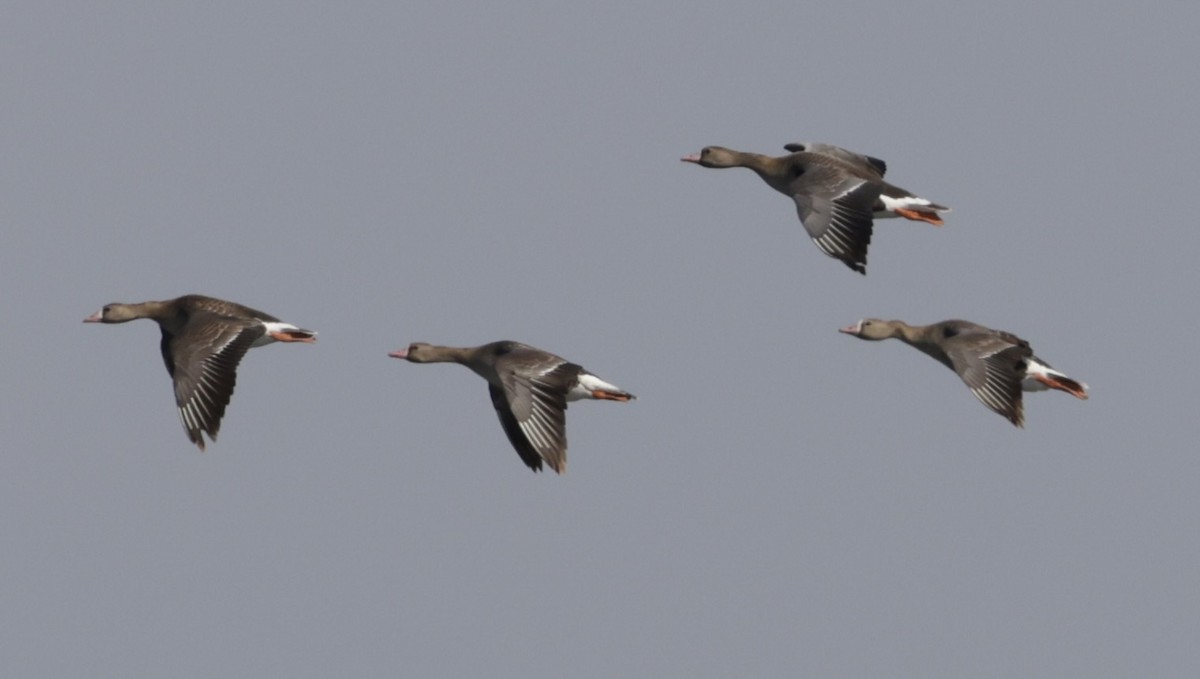 Greater White-fronted Goose - ML620380772