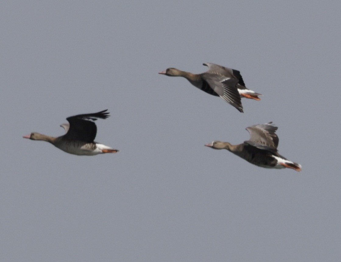 Greater White-fronted Goose - ML620380773
