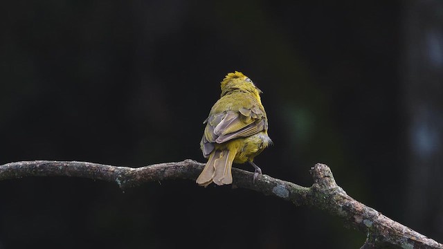 Hepatic Tanager - ML620380788