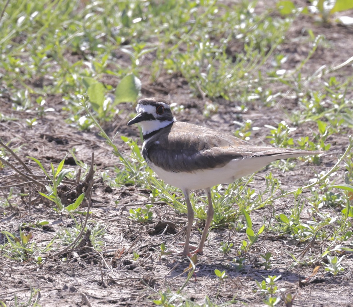 Killdeer - ML620380789