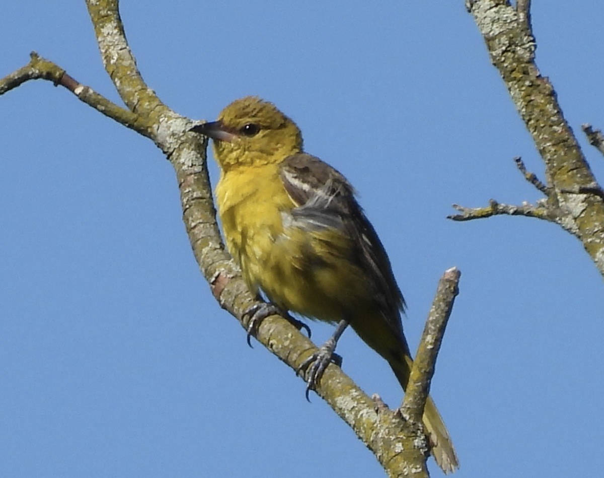 Orchard Oriole - ML620380790