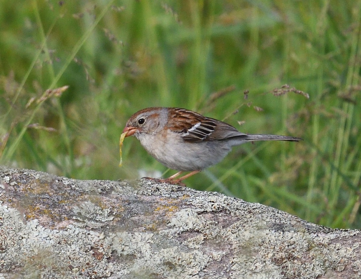 Field Sparrow - ML620380792