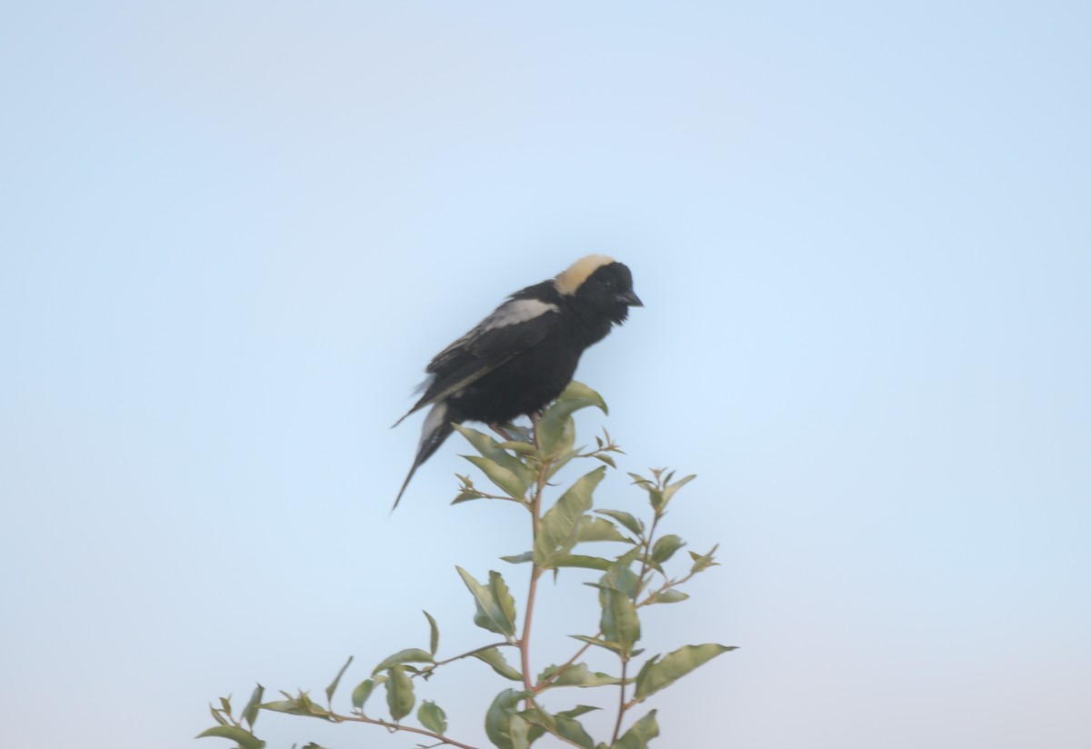 Bobolink - ML620380799