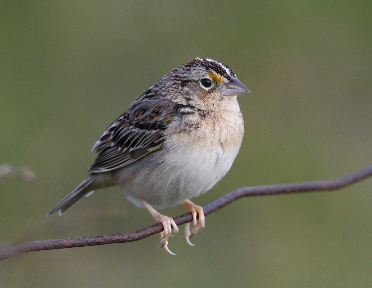 Grasshopper Sparrow - ML620380804