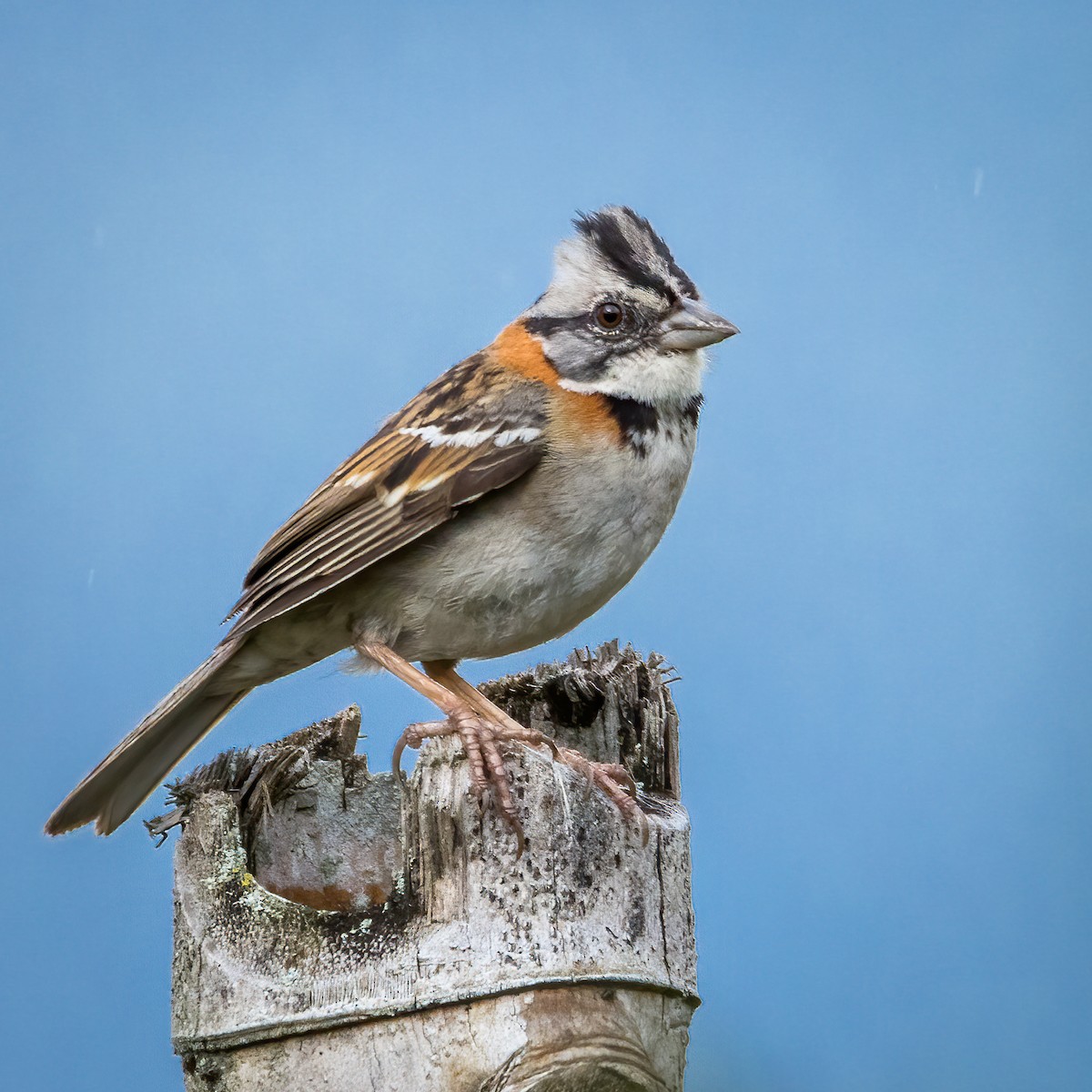 Rufous-collared Sparrow - ML620380830