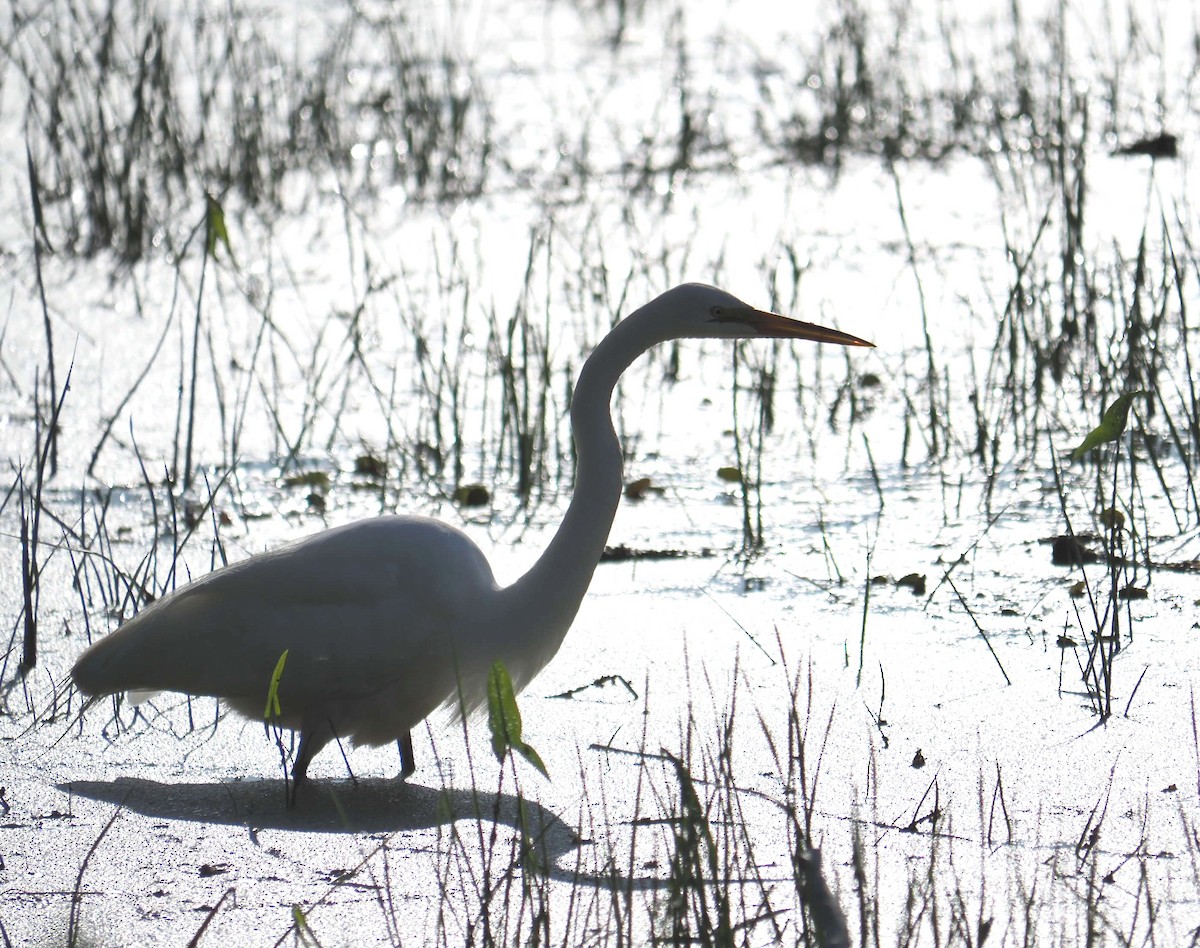 Great Egret - ML620380835