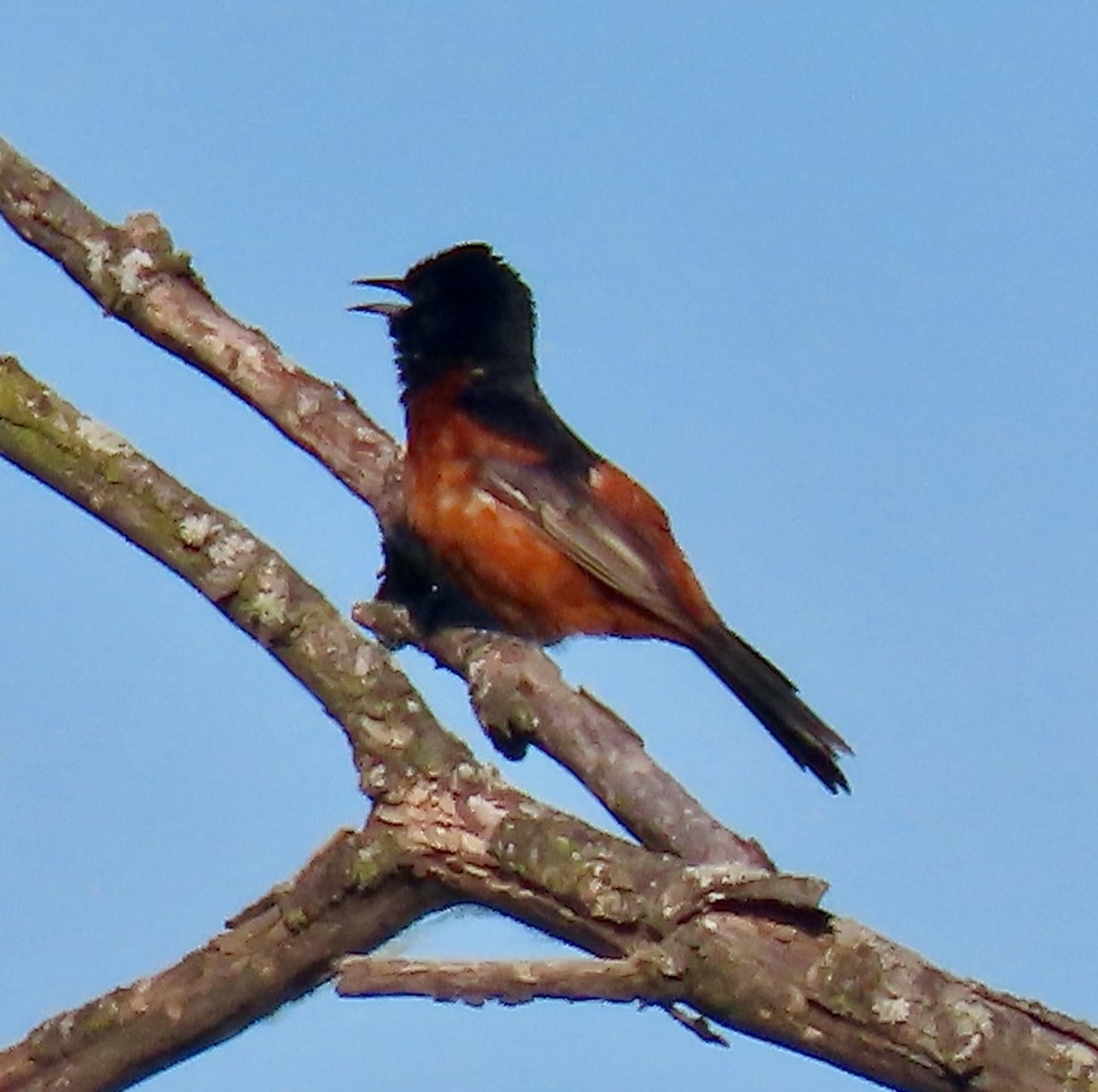 Orchard Oriole - ML620380848