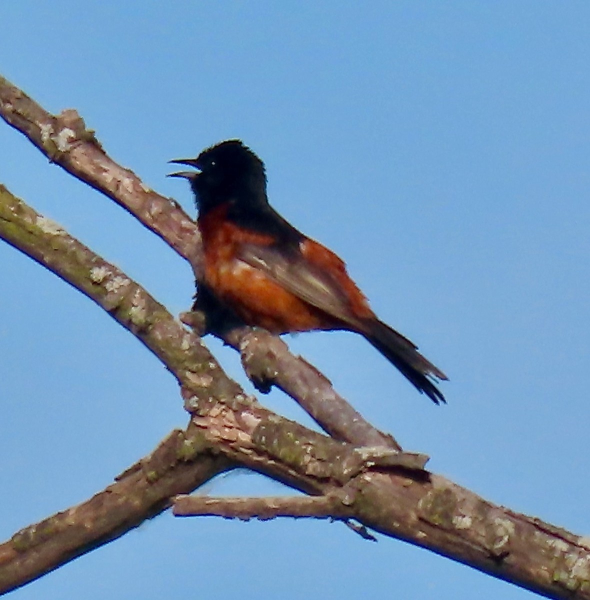 Orchard Oriole - ML620380861