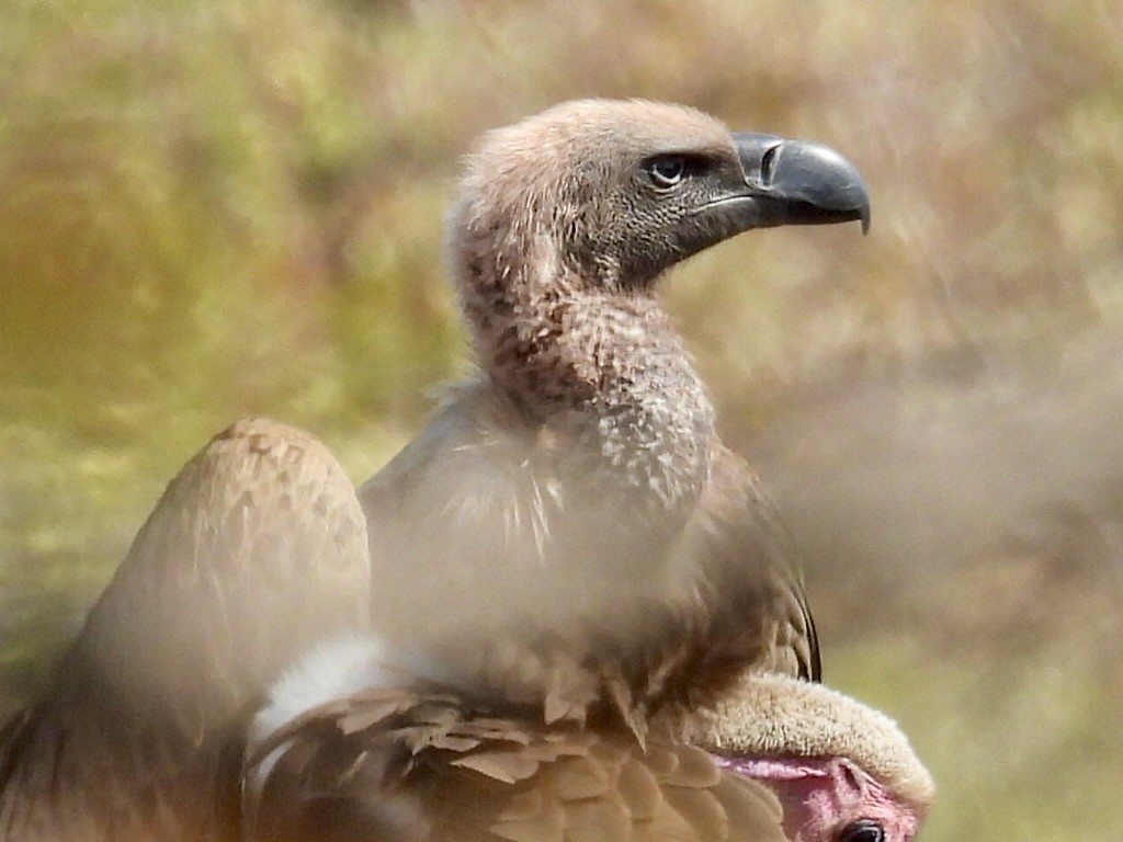 Hooded Vulture - ML620380869