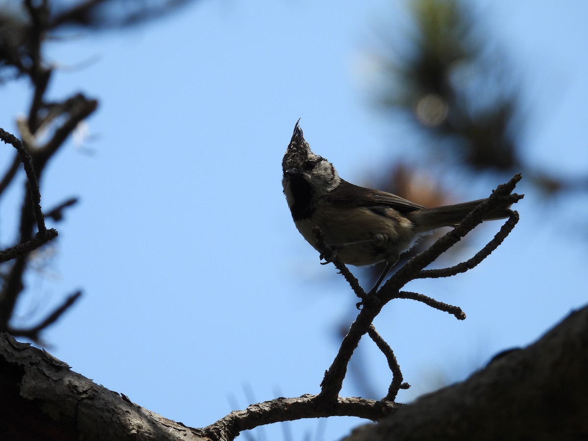 Crested Tit - ML620380874