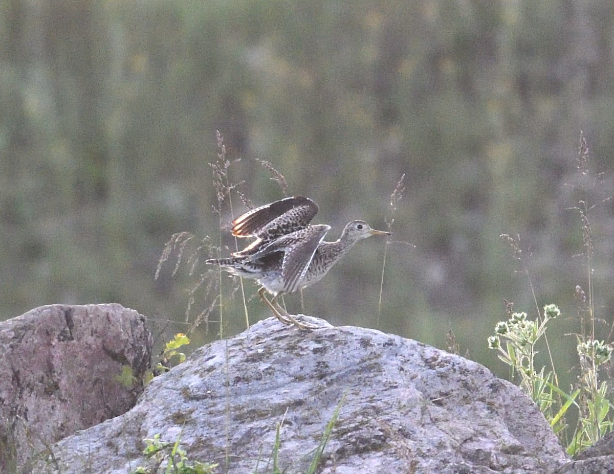 Upland Sandpiper - ML620380875