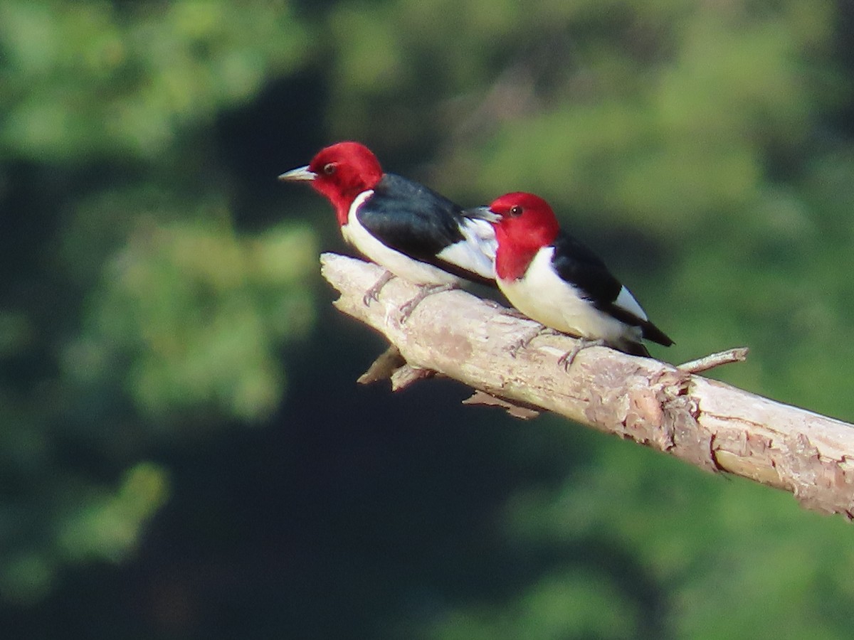 Red-headed Woodpecker - ML620380881