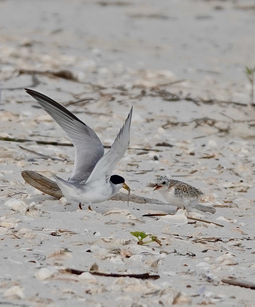 Least Tern - ML620380890