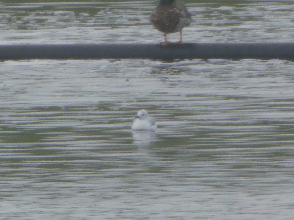 Bonaparte's Gull - ML620380907