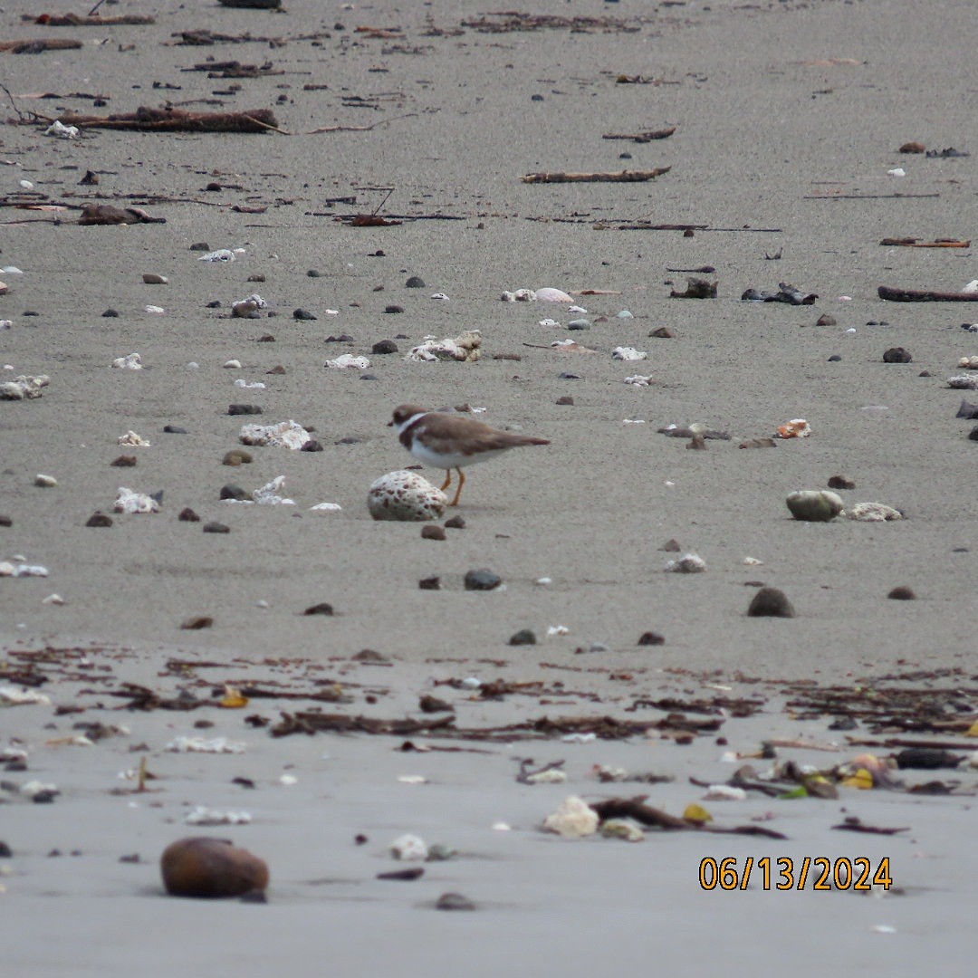 Semipalmated Plover - ML620380909