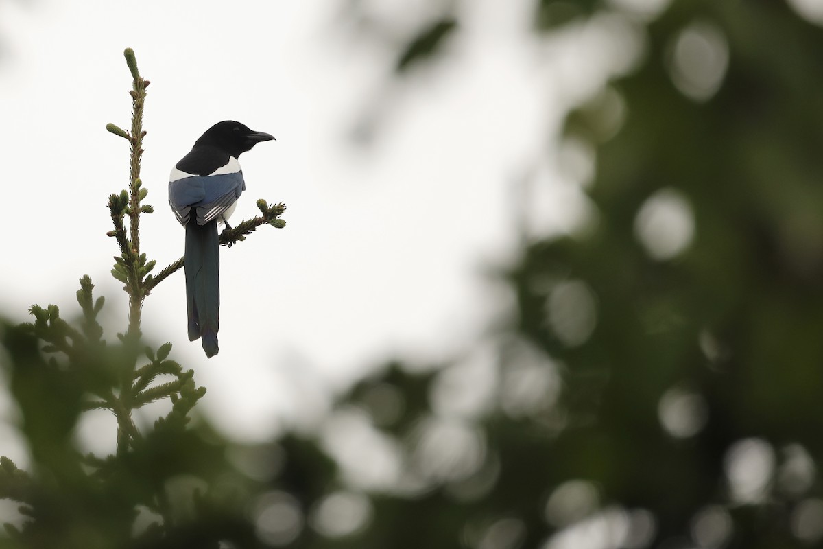 Black-billed Magpie - ML620380913