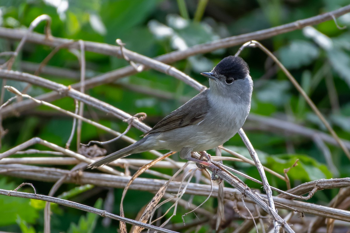 Eurasian Blackcap - ML620380919