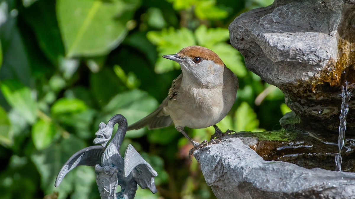 Eurasian Blackcap - ML620380920