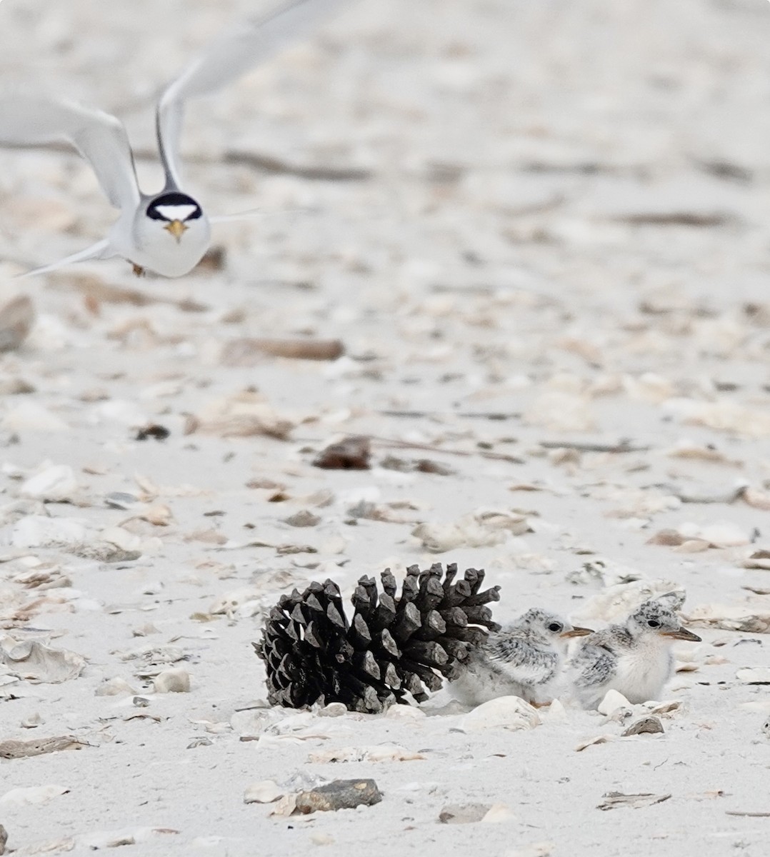 Least Tern - ML620380927