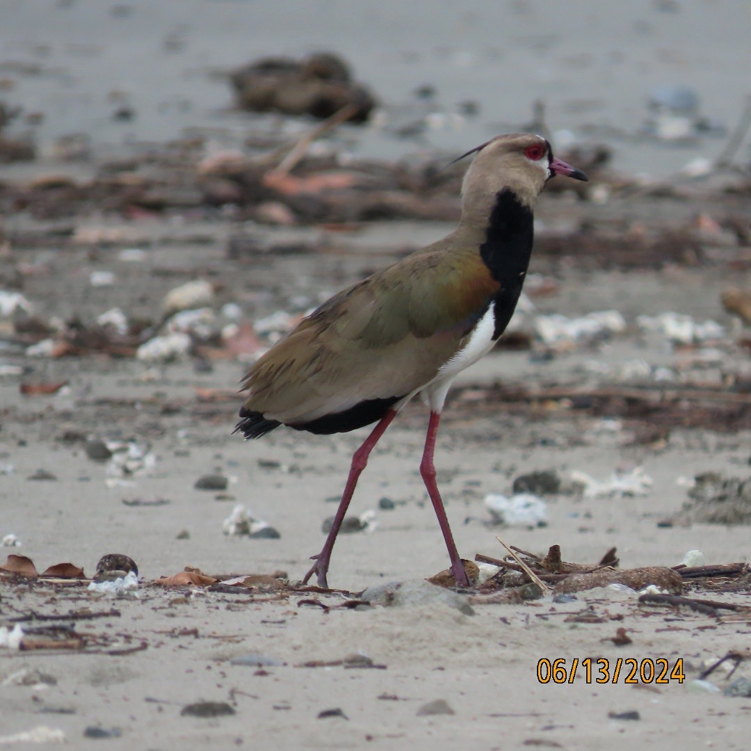 Southern Lapwing - ML620380929