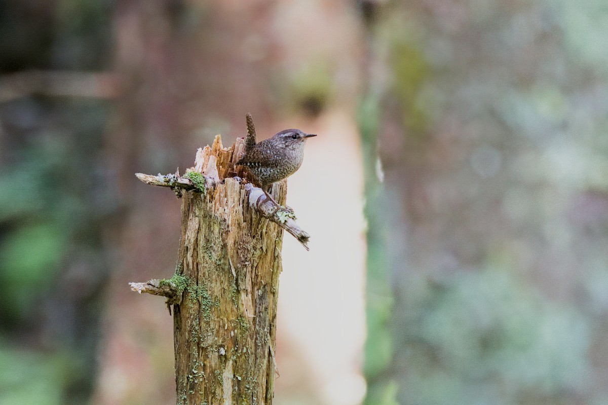 Troglodyte des forêts - ML620380932