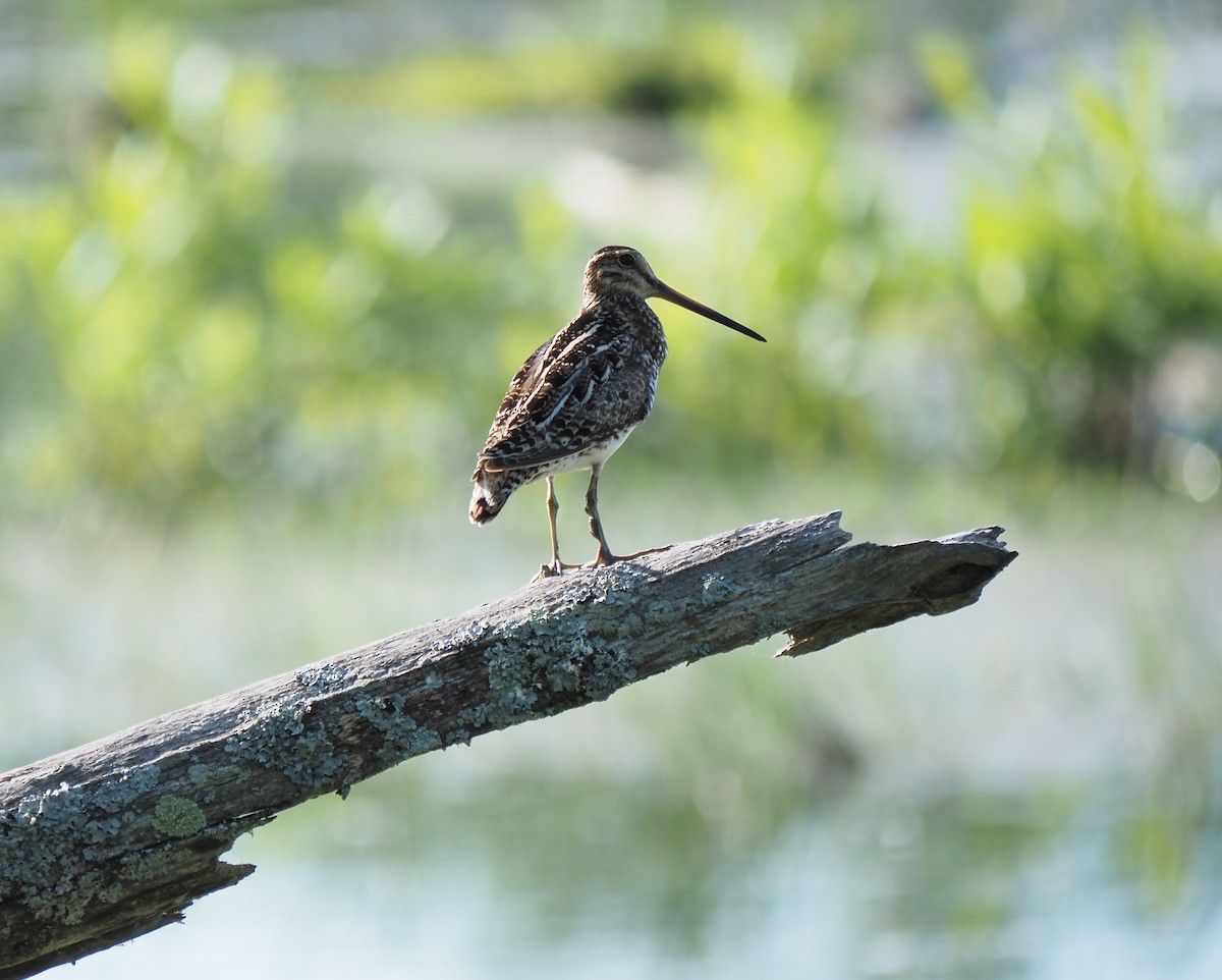 Wilson's Snipe - ML620380937