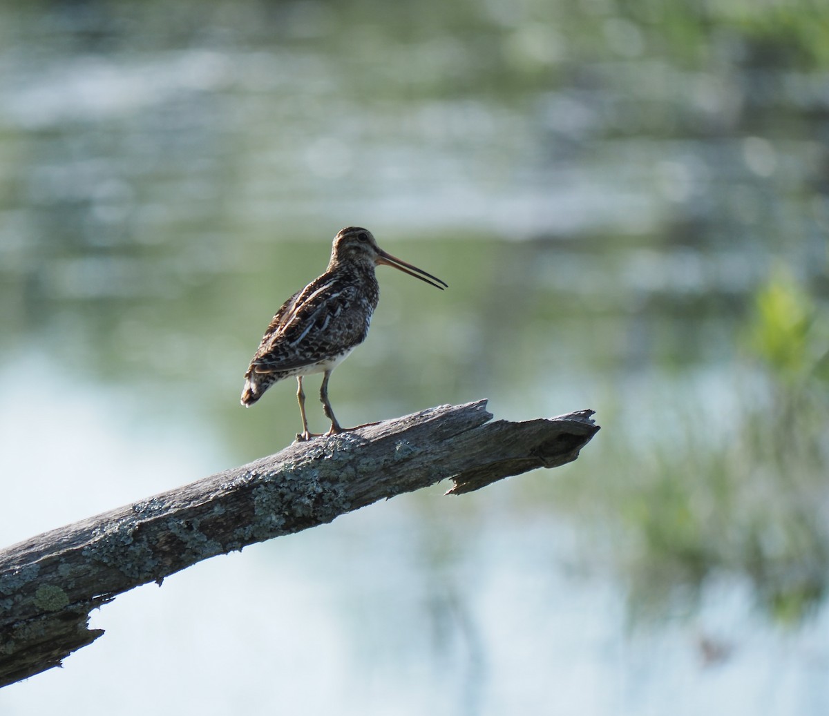 Wilson's Snipe - ML620380938