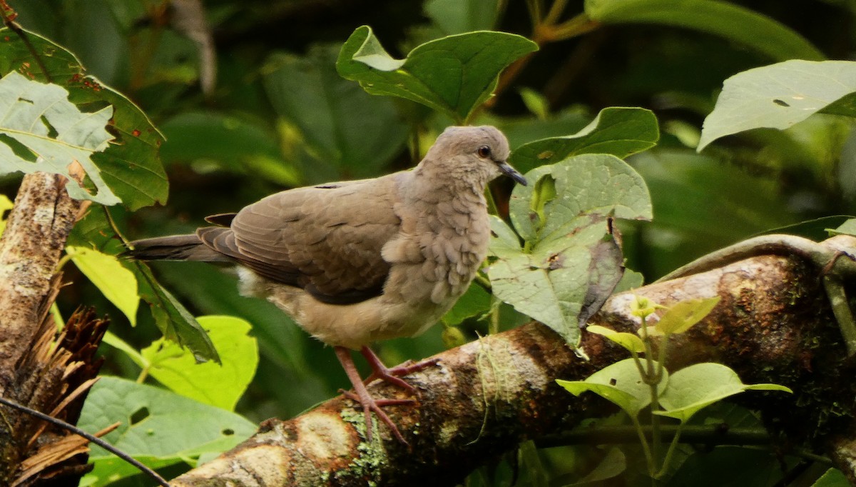 Gray-fronted Dove - ML620380951
