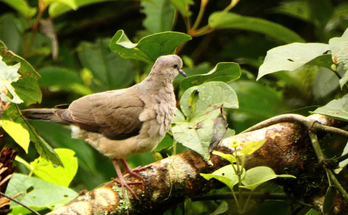 Gray-fronted Dove - ML620380952