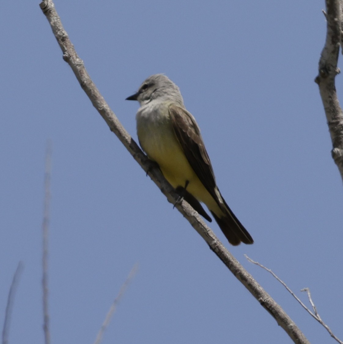 Western Kingbird - ML620380954