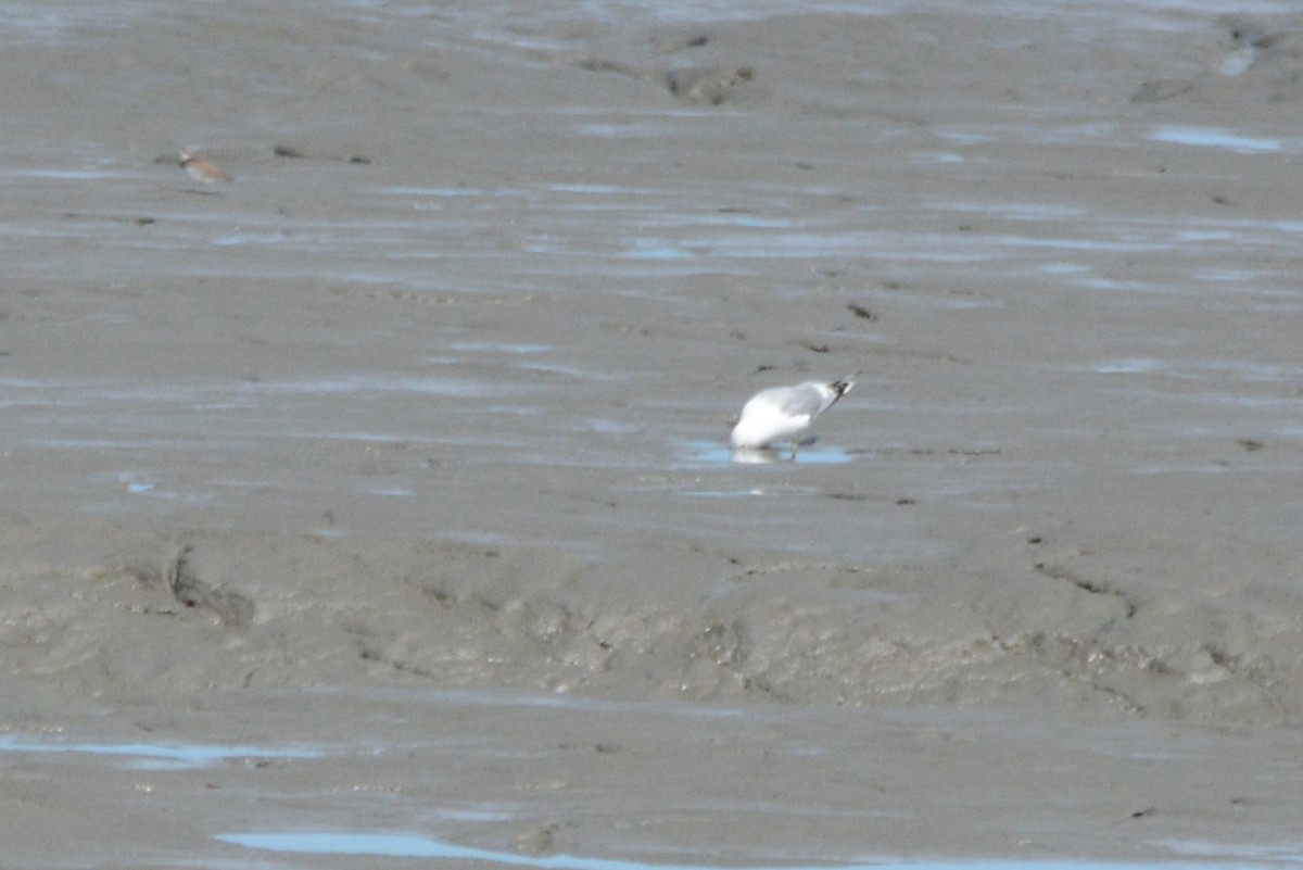 Semipalmated Plover - ML620380961