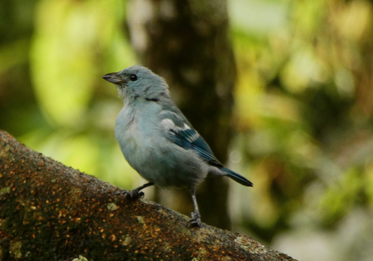 Blue-gray Tanager - ML620380971