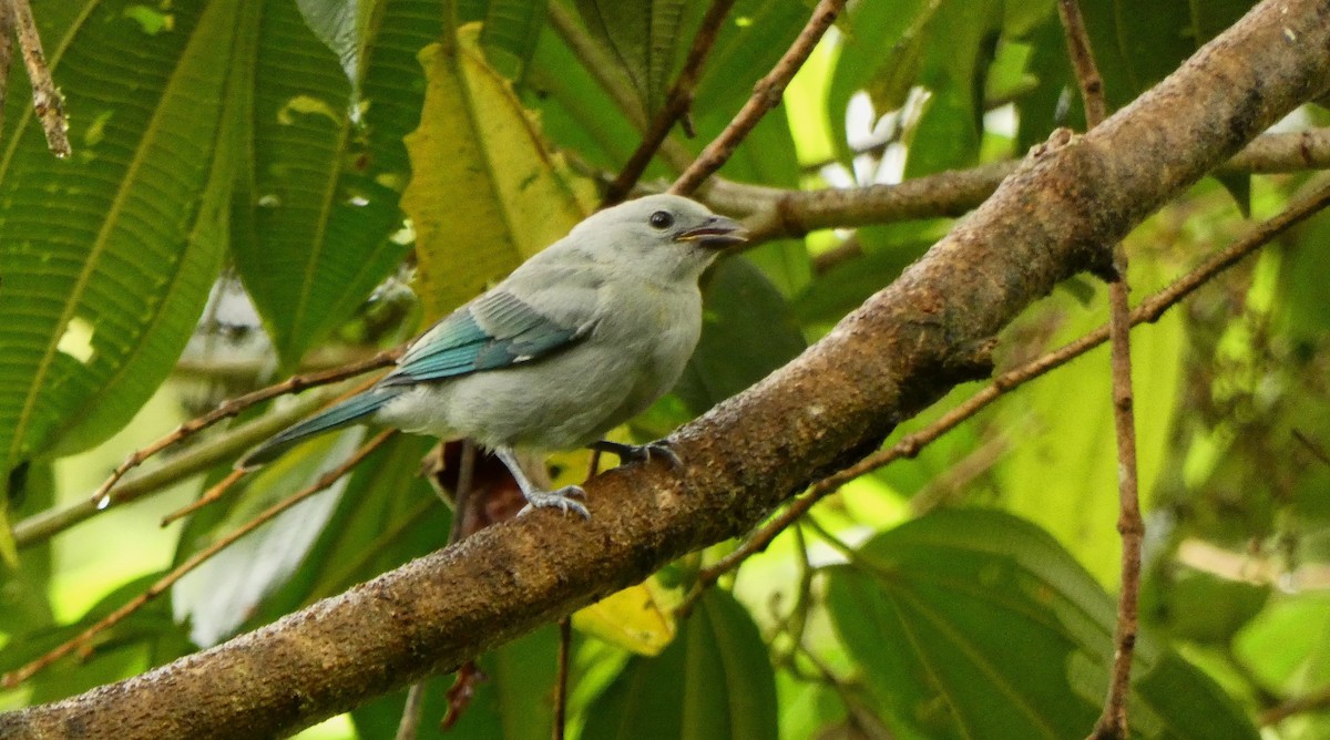 Blue-gray Tanager - ML620380972