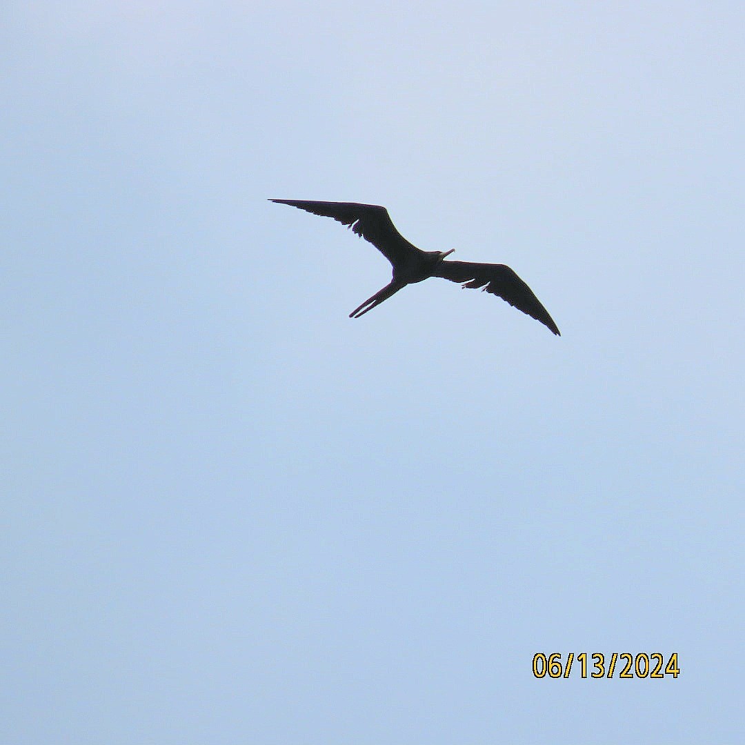 Magnificent Frigatebird - ML620380974