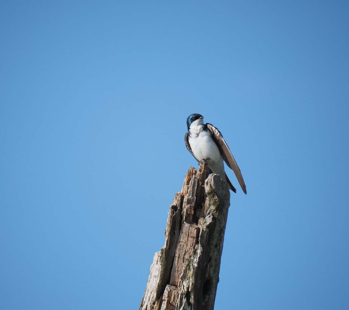 Golondrina Bicolor - ML620380977