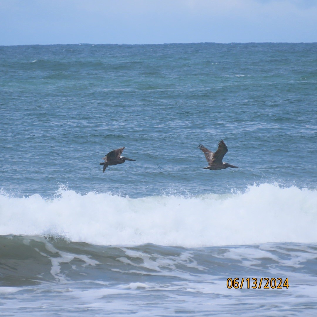 Brown Pelican - ML620380979