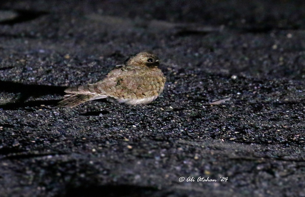 Egyptian Nightjar - ML620380982