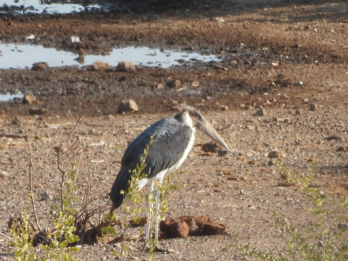 marabu africký - ML620380983