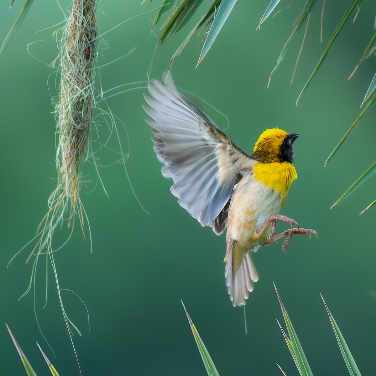 Baya Weaver - ML620380984