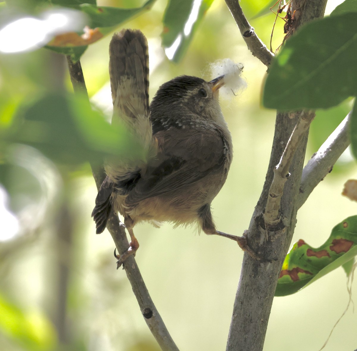 Marsh Wren - ML620380985