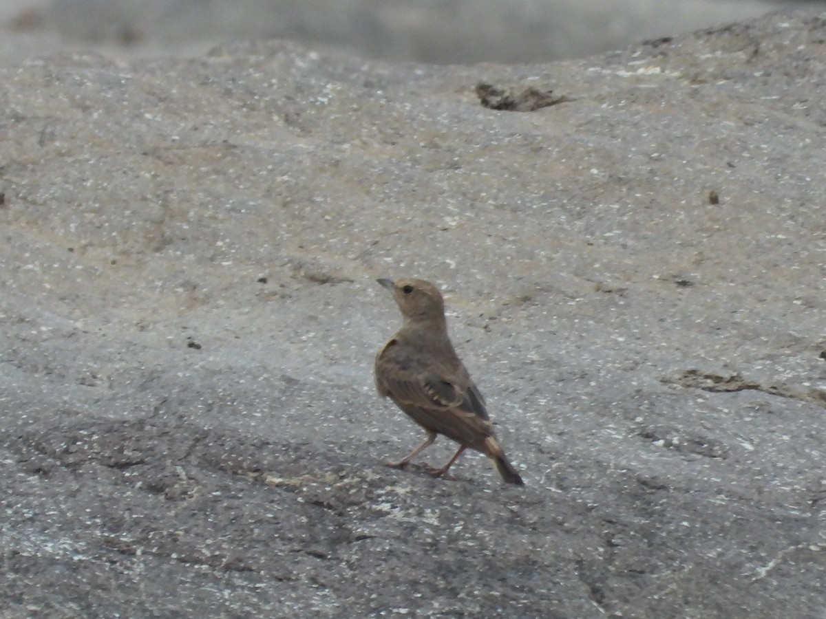 Rufous-tailed Lark - ML620380988