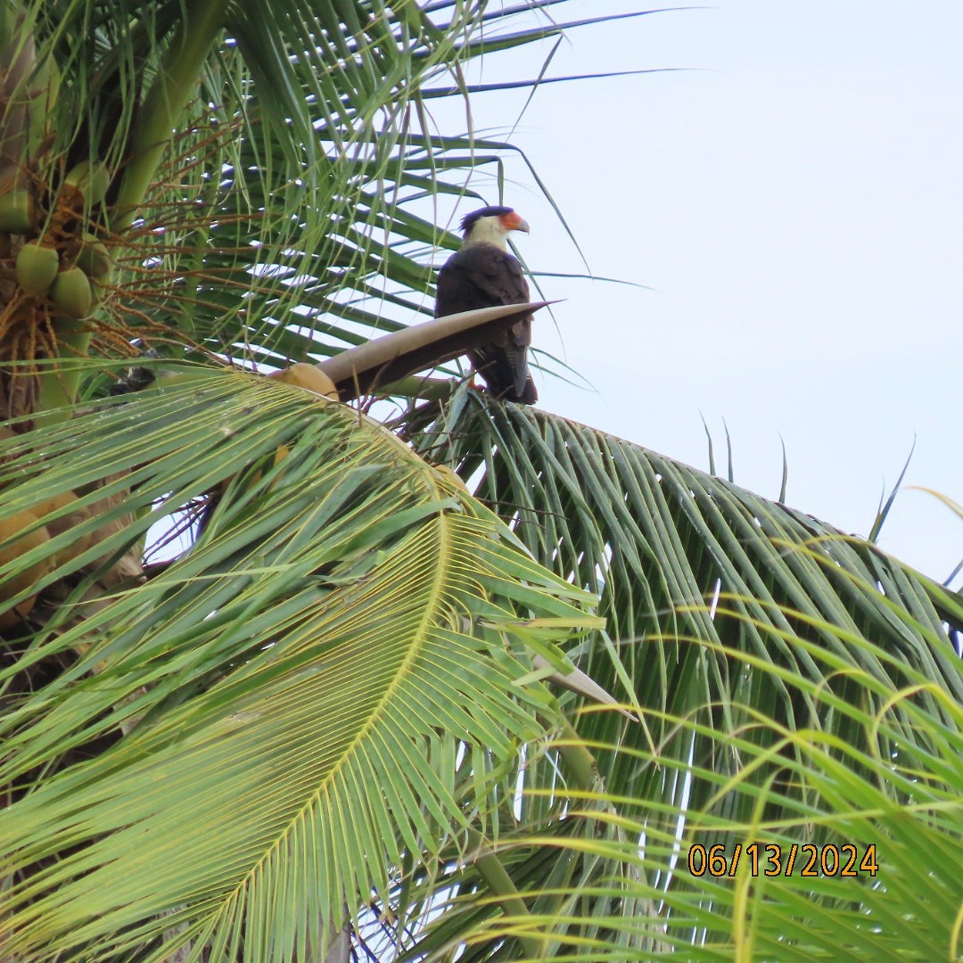 Crested Caracara - ML620380989