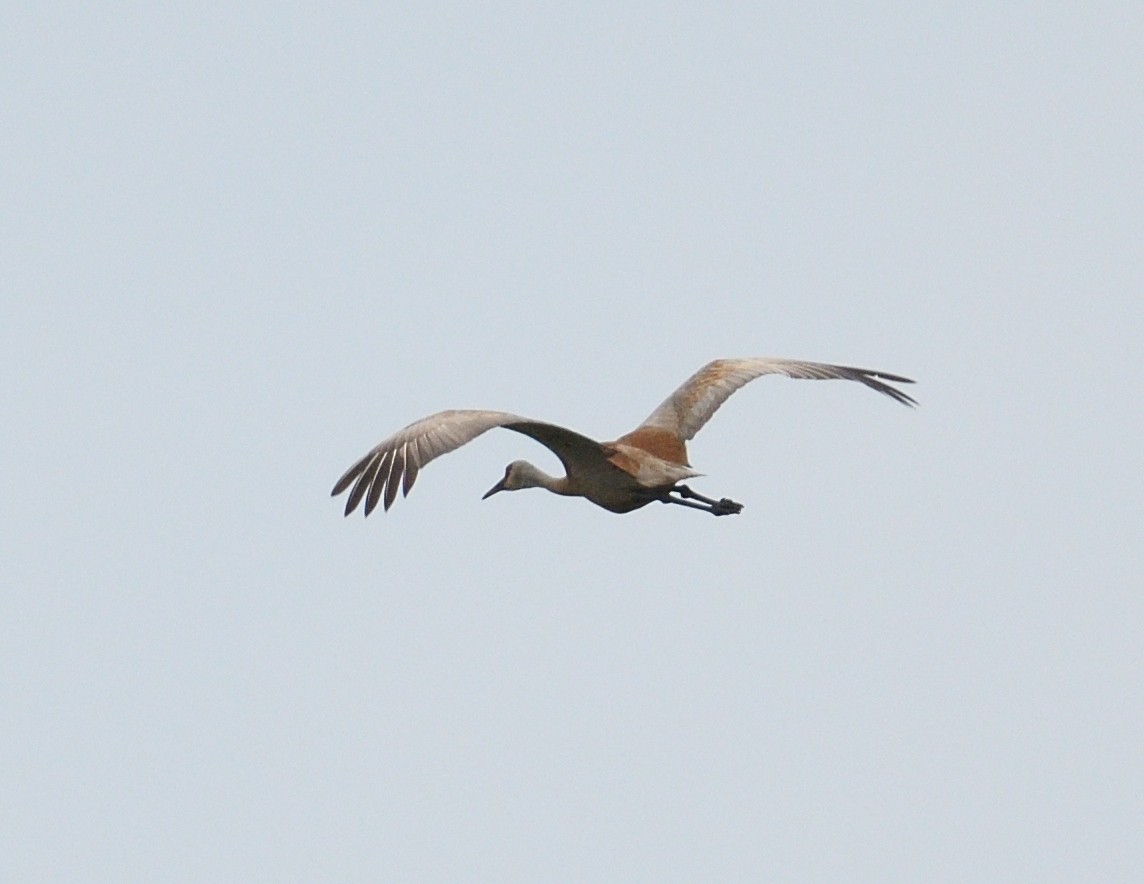 Sandhill Crane - Margaret Hough