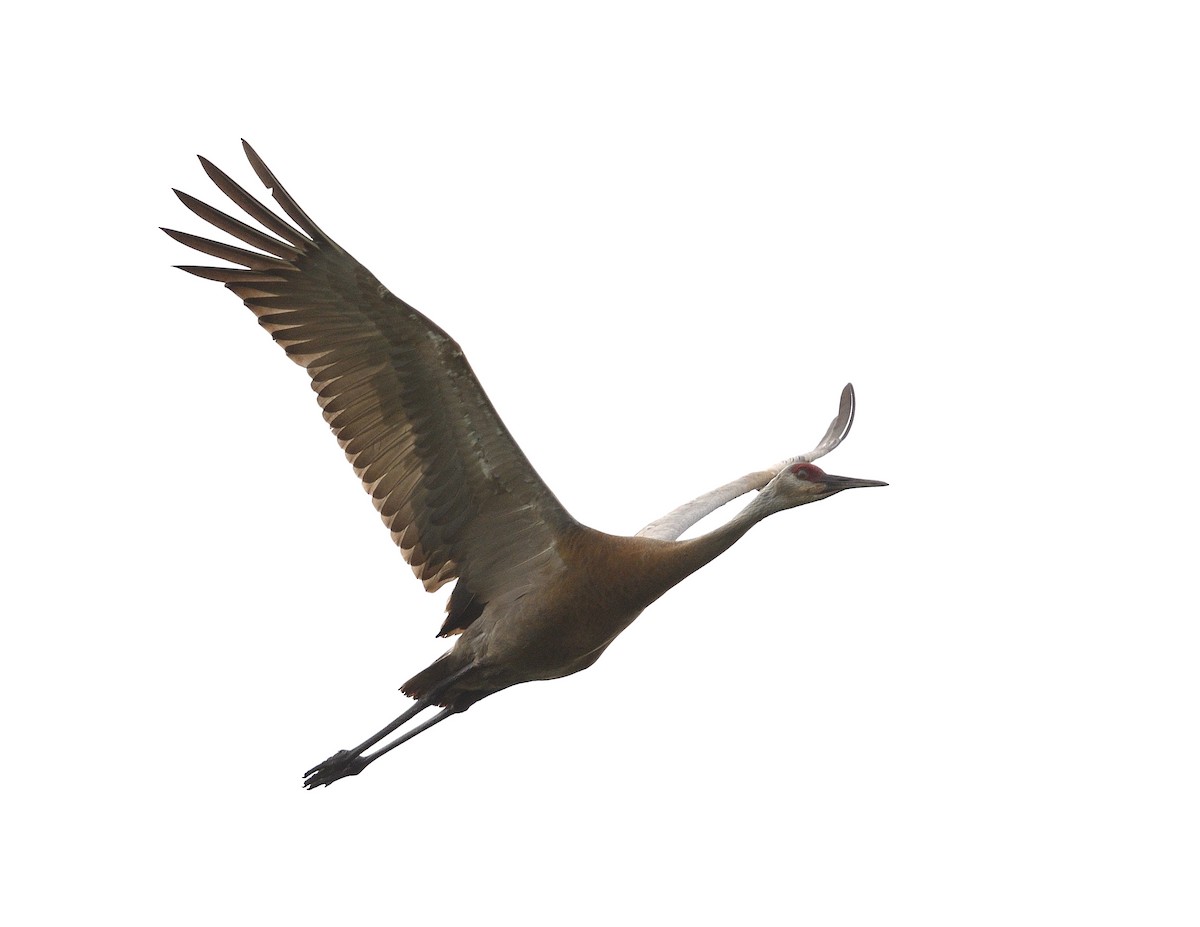 Sandhill Crane - ML620380993