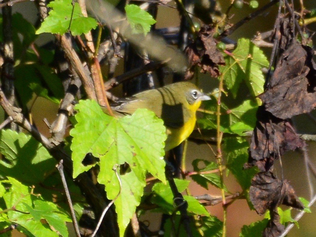 Yellow-breasted Chat - ML620381001