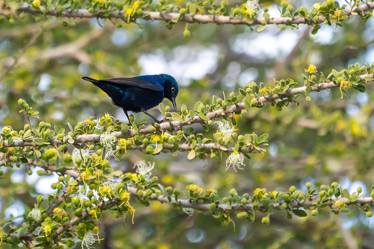 Purpurnektarvogel - ML620381004