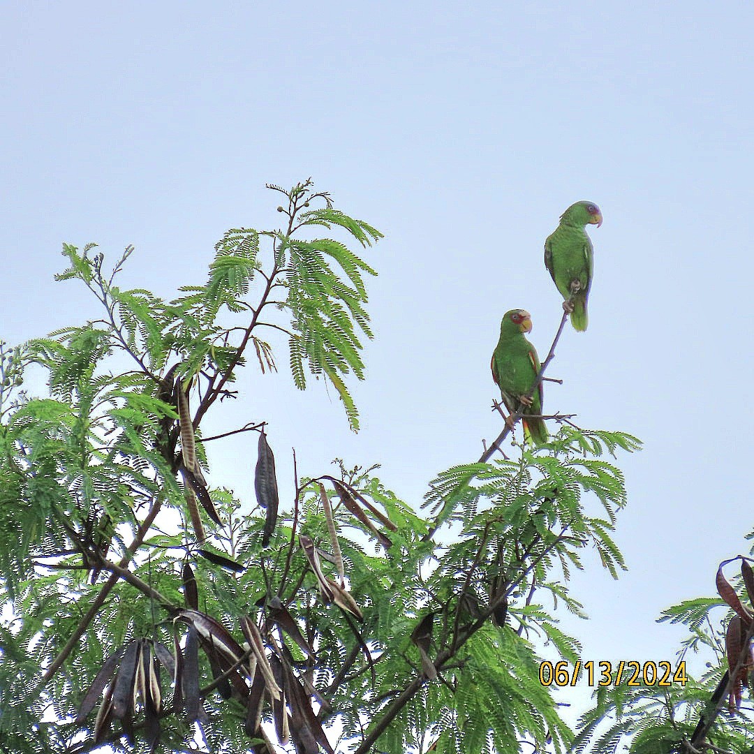 White-fronted Parrot - ML620381005
