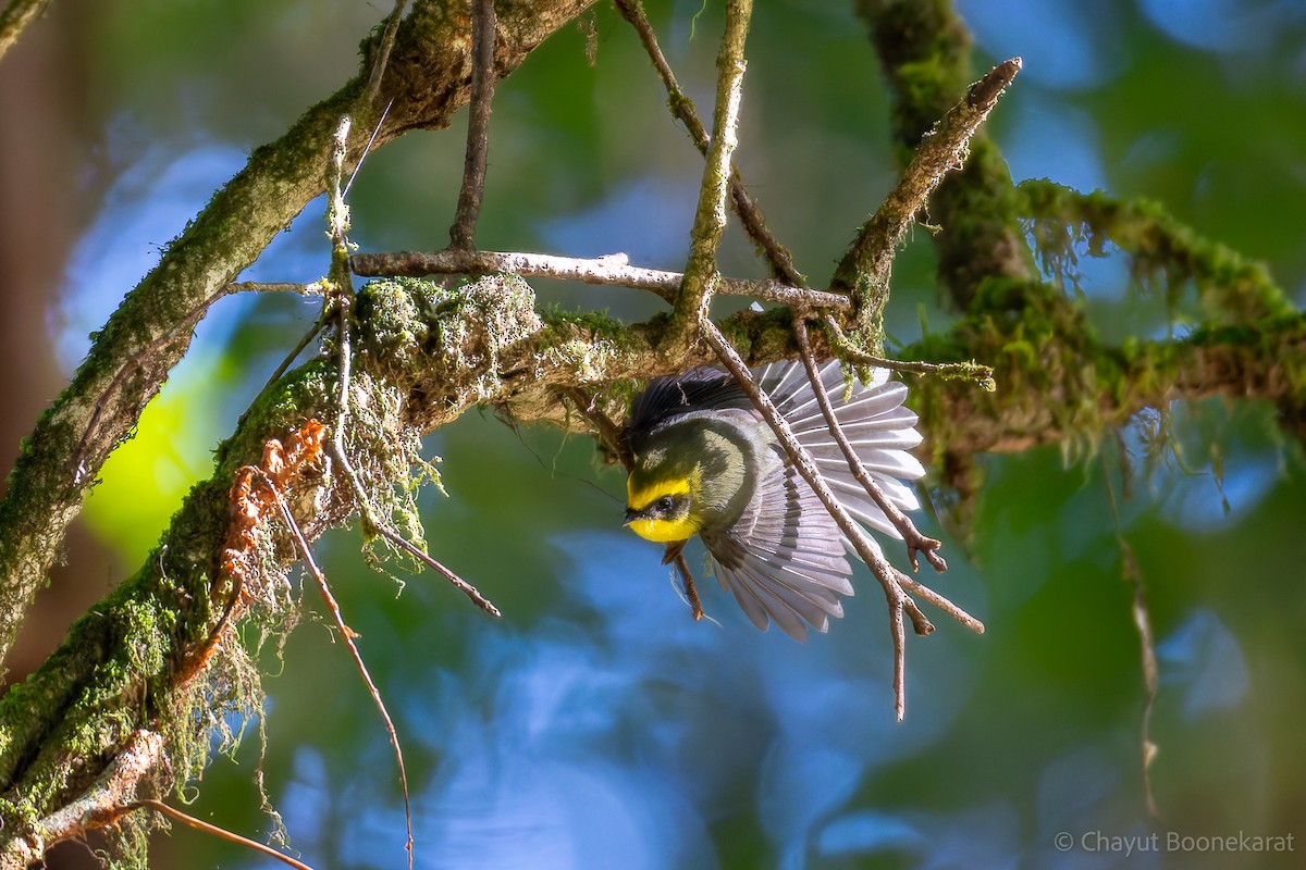 Yellow-bellied Fairy-Fantail - ML620381006